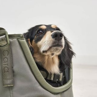 Oblíbená taška pro Vašeho čtyřnohého miláčka v nové olivové barvě.🌟 Sporta není jen praktická, ale i stylová!🐶✨...