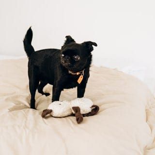 Když styl potká pohodlí… 🐾 Naše pelíšky, misky a hračky dělají psí život o něco radostnější! 🧸 Hračka Cloud7 Koala 🥣 Miska...