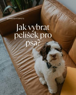 🐶 Není pelíšek ten, který by vyhovoval všem. Hledáte to pravé místo, kde si váš čtyřnohý kamarád opravdu odpočine? 💤 Jaký...