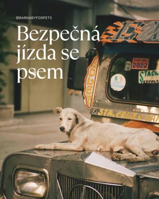 🐾 Cestujete se svým pejskem autem? Jak ho zajišťujete, aby byl v bezpečí? 💡 My doporučujeme postroj nebo klec, a co vy?...