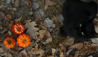 Máte už nachystané sušenky? Tahle hlídka neodchází s prázdnou... 👻🎃 #trickortreat #barnabyforpets