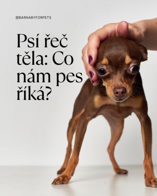 🐕 Váš pes vám říká víc, než si myslíte – jen musíte umět poslouchat očima! 👀 Naučte se rozpoznat, kdy váš pes potřebuje...