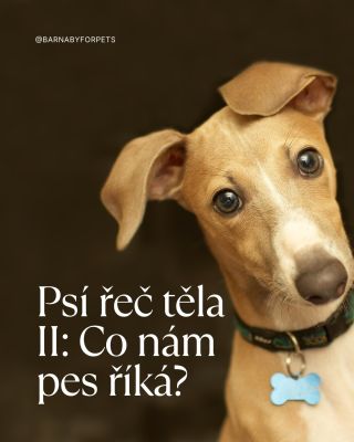 Minule gesta. Dnes celek. 🐶🐾 Jak čtete vašeho psa vy? #barnabyforpets #rectelapsa #psikomunikace #spokojenypes #psísignály