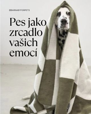 Chcete, aby váš pes byl šťastnější? Začněte u sebe. 🌟🐶💛 #barnabyforpets #psikomunikace #psychologiepsa #spokojenypes #psitipy