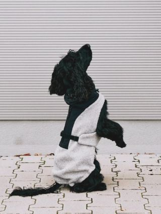 Nový a pro nás nepřekvapivý bestseller 😍 👉🏻 Vlněný obleček pro psy MiaCara Emilia #barnabyforpets #oblecekpropsy...