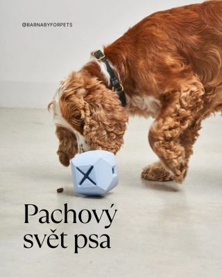 Čmuch, sniff, repeat. 🐶👃✨ #barnabyforpets #psychohygienapsa #spokojenypes