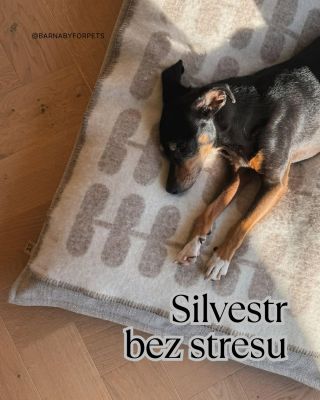 Silvestr bez třesu... 🐕🐈✨ #barnabyforpets #silvestrspsem #spokojenypes #spokojenakocka