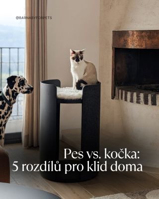 Méně stresu = více chillu s oběma chlupáči 🐾 #barnabyforpets #spokojenypes #spokojenakocka