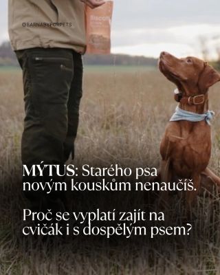🐾 Mysleli jste si, že cvičák je jen pro štěňata? 🐶✨ #barnabyforpets #cvicak #spokojenypes #tipypropejskare