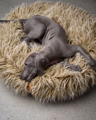 Starting 2026 the right way 💤 Cloud7 Yeti ☁️ #barnabyforpets #pelisekpropsy #spokojenýpes